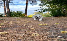 Golden Retriever dogs for sale: Gorgeous 9 months old Golden Retriever  - Image 3