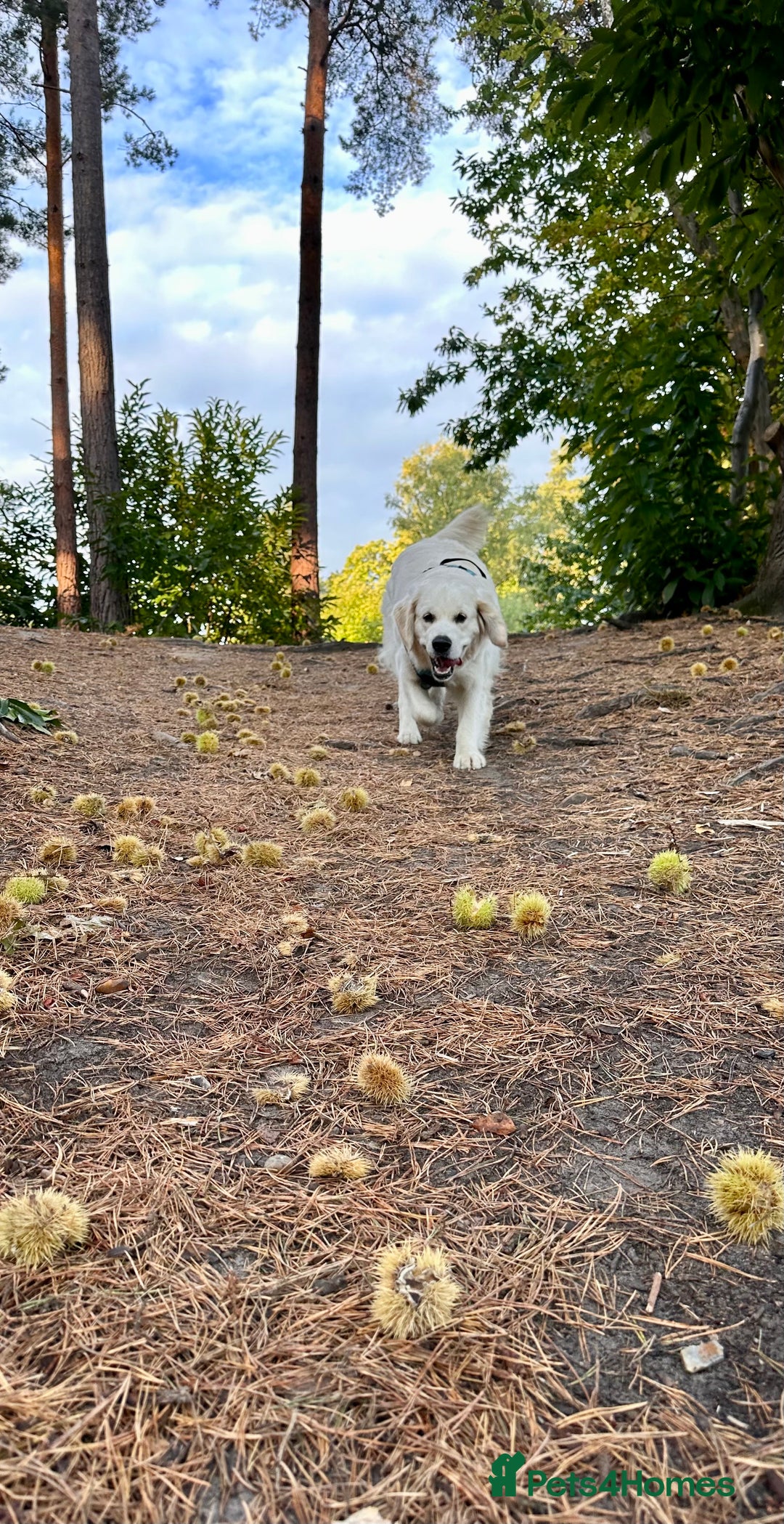 Golden Retriever dogs for sale: Gorgeous 9 months old Golden Retriever  - Image 3