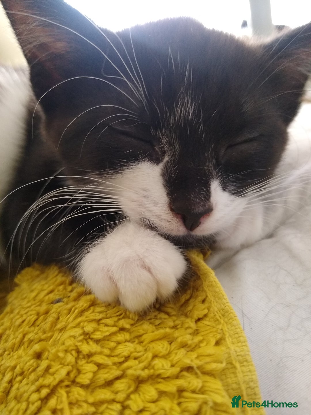 Mixed Breed cats for sale: kittens - Image 3