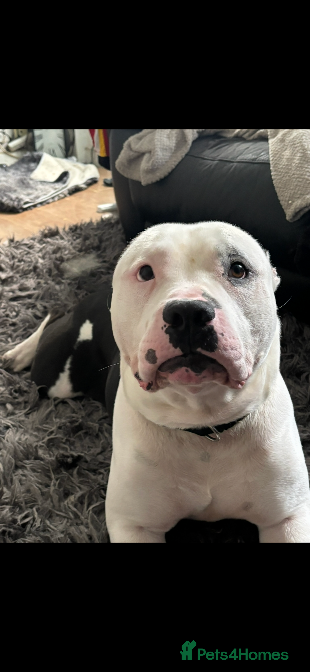 American Bully dogs for sale: Beautiful American Bully - Image 3