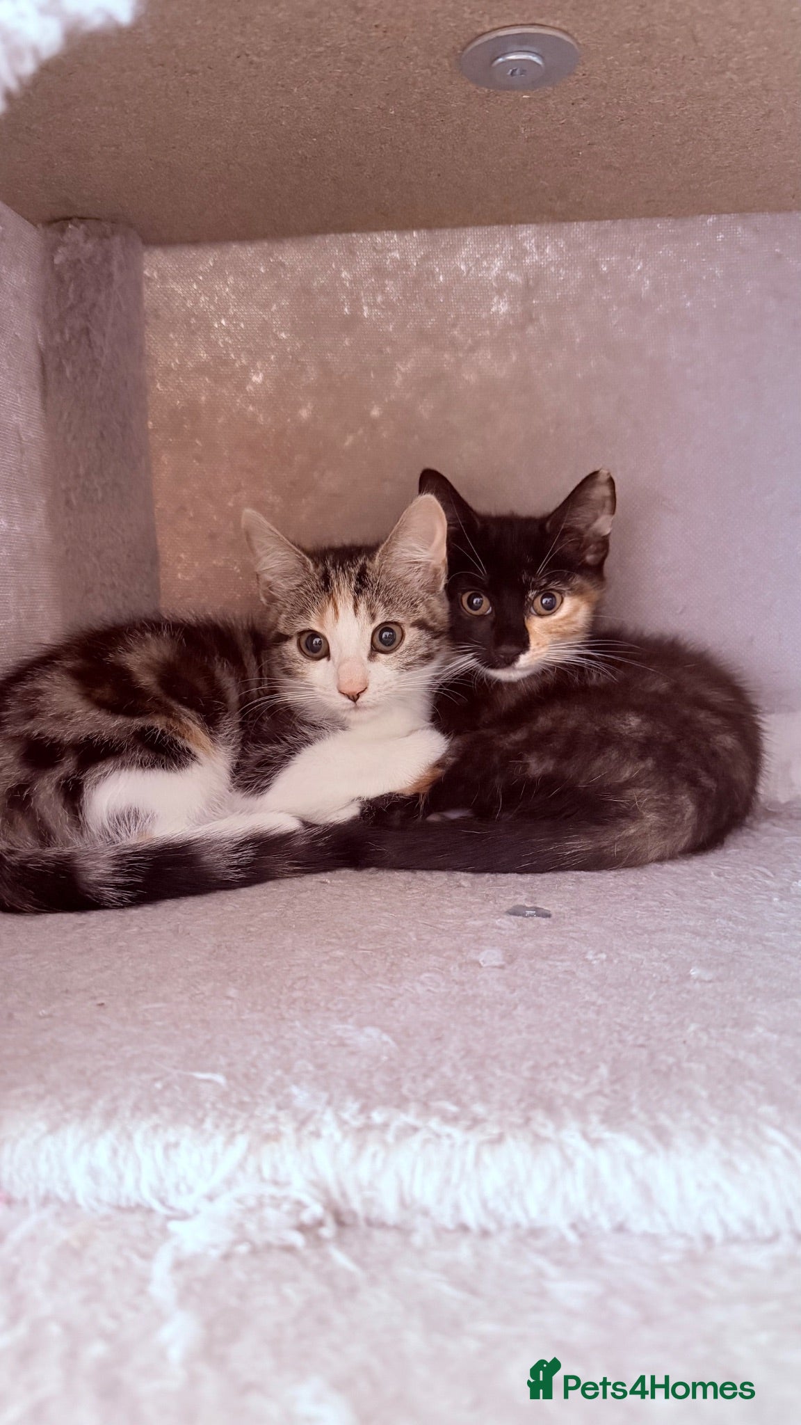 Mixed Breed cats for sale: 🩵No Deposit Ready to Go🩵 - Advert 3
