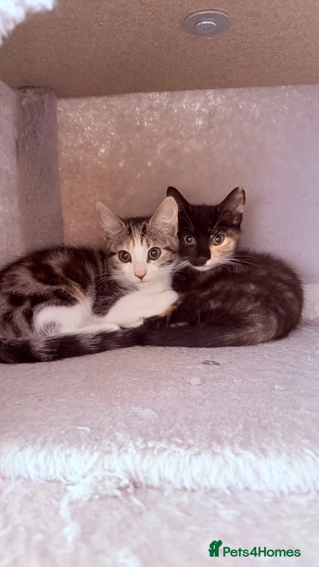 Mixed Breed cats for sale: 🩵No Deposit Ready to Go🩵 - Advert 1