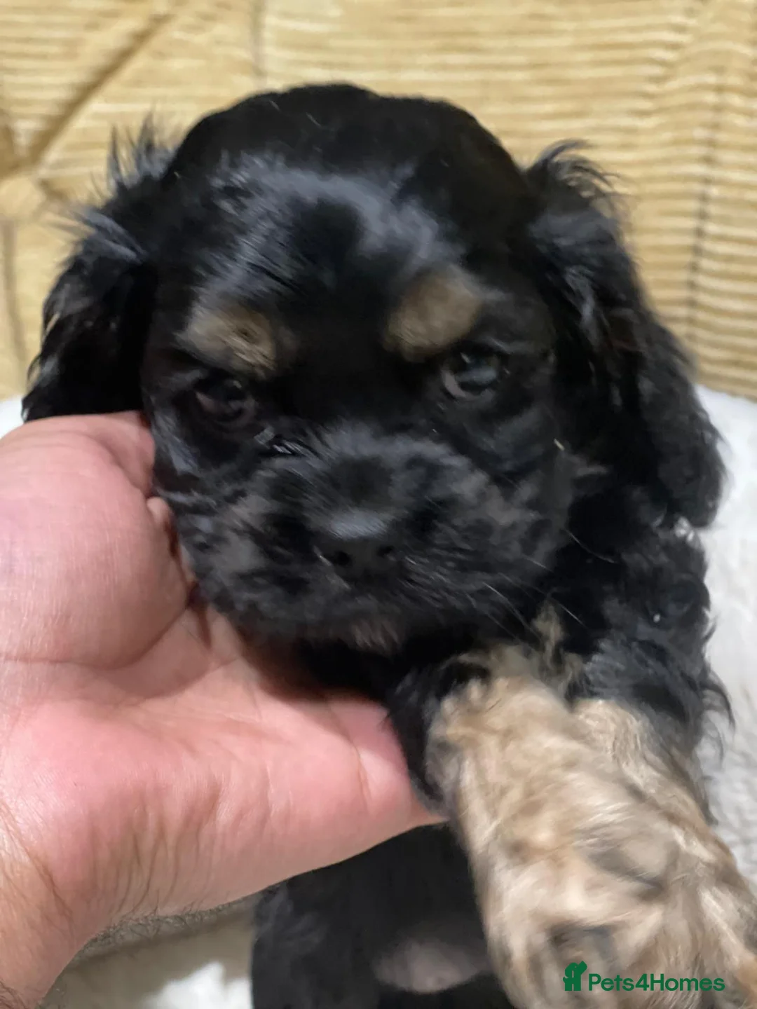 Mixed Breed dogs for sale: American cockalier  in Mansfield - Advert 2