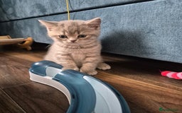 Scottish Fold cats for sale: Scottish Fold/Straight kittens  - Image 15