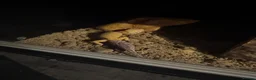 Leopard Gecko reptiles for sale: Leopard Gecko Female & Full vivarium set up - Advert 8
