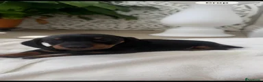 Dachshund Puppy 1