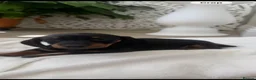 Dachshund dogs for sale: Standard Dachshund Puppies - Advert 9