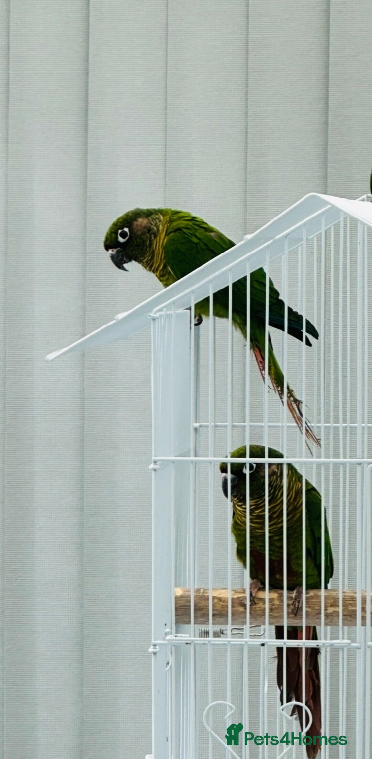 Conures birds Proven Breeding Pair of Conures. - Advert 2