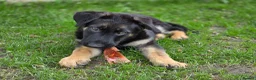 German Shepherd dogs for sale: Dolly and Toby - Advert 5