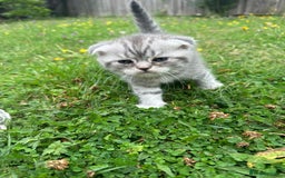 Scottish Fold cats for sale: Scotish fold kittens  - Image 15