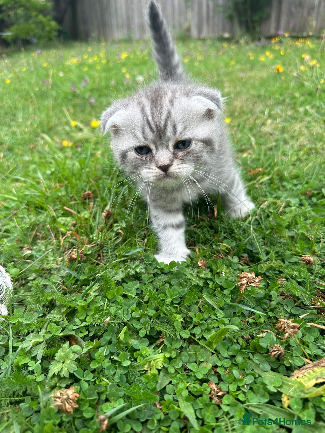 Scottish Fold cats for sale: Scotish fold kittens  - Image 15