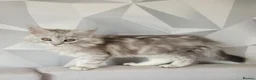 Maine Coon cats for sale: Tica registered maine coon kittens  - Advert 4