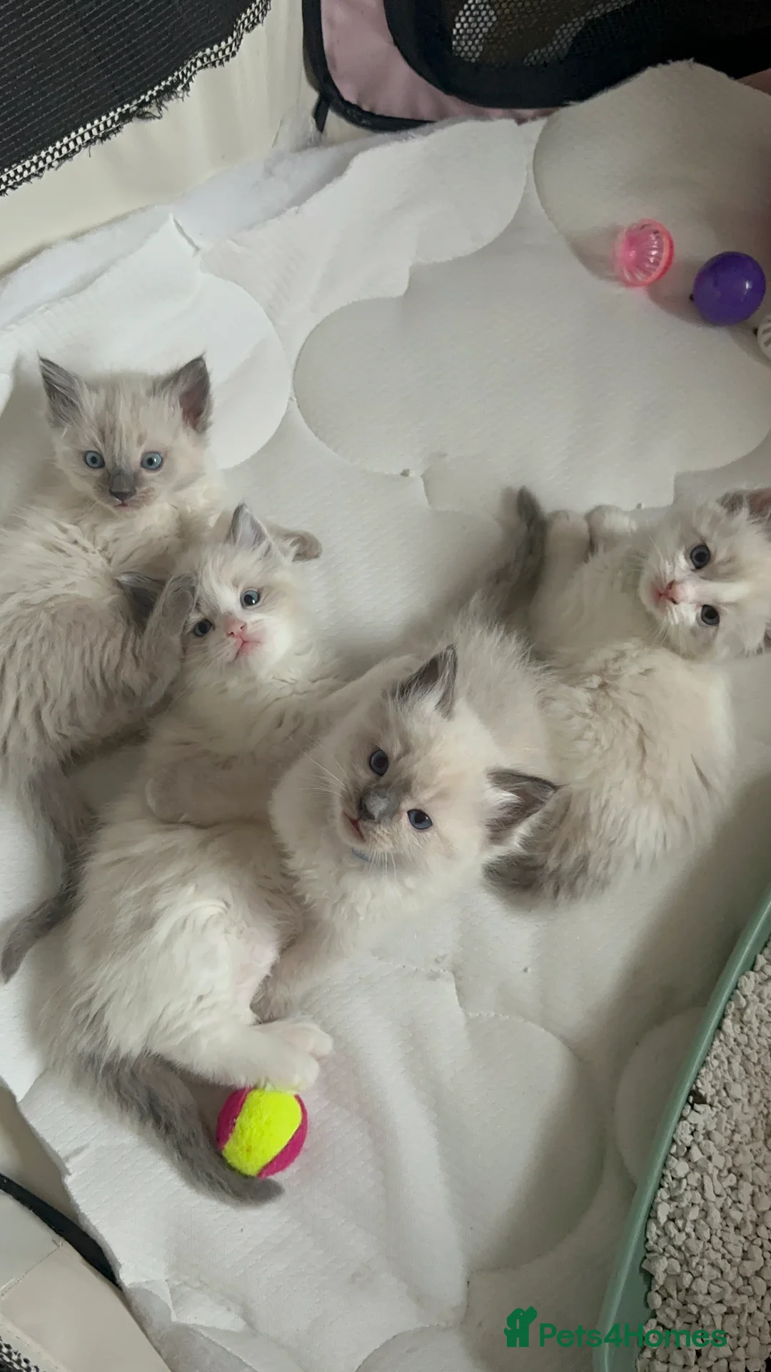 Ragdoll cats for stud: BLUEPOINT ACTIVE RAGDOLL STUD in Batley - Advert 6