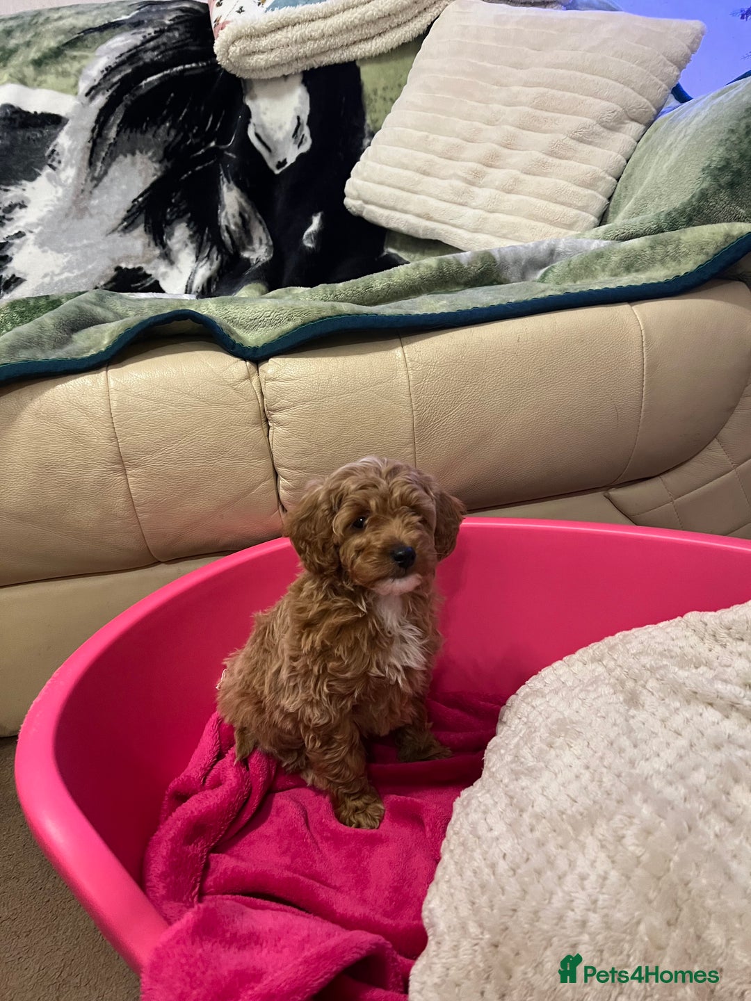 Poodle dogs for sale: Adorable Poodle Puppies For Sale. - Advert 6