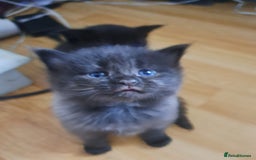 Maine Coon cats for sale: Maine coon cross kittens  - Image 4