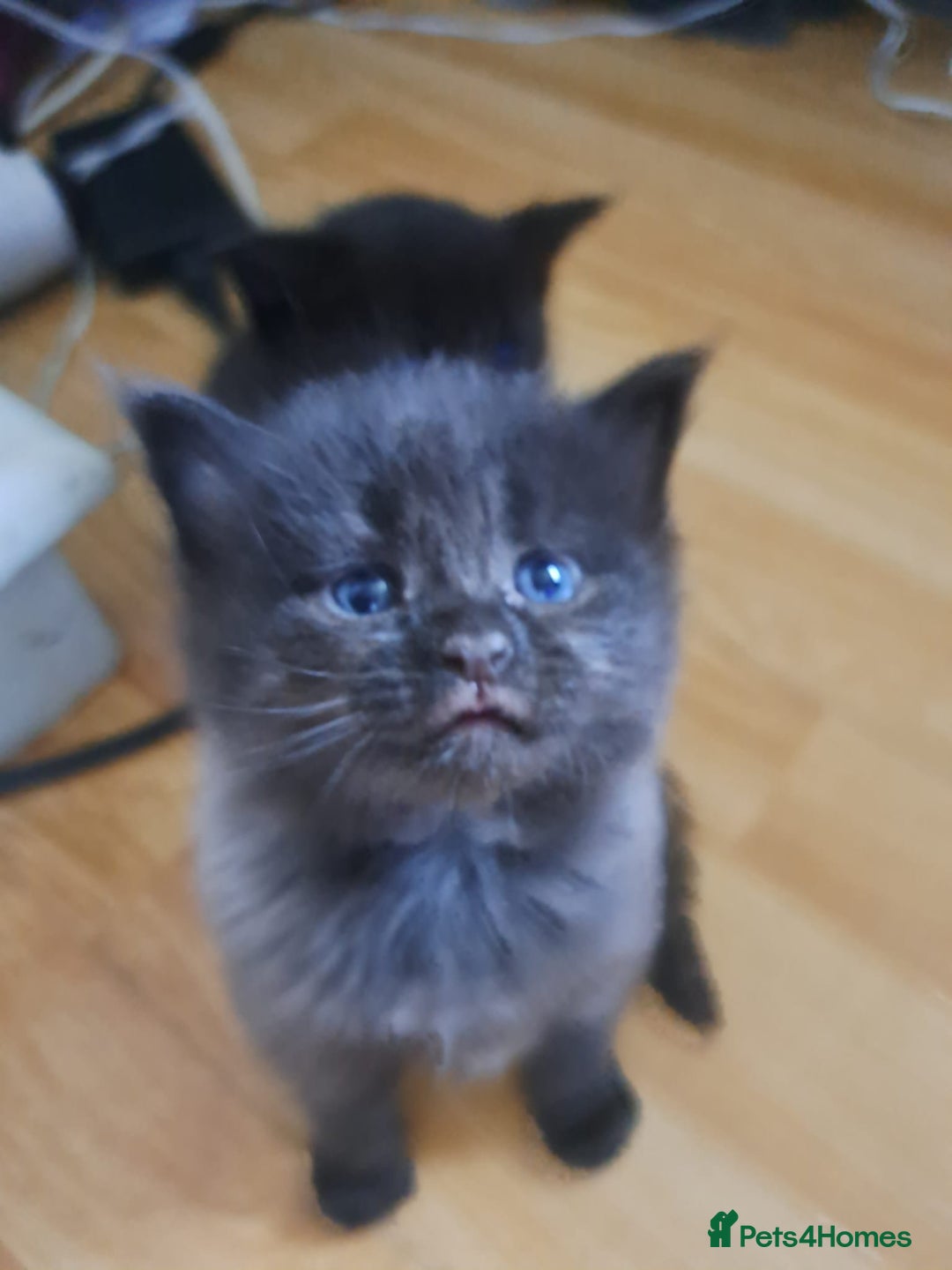 Maine Coon cats for sale: Maine coon cross kittens  - Image 4