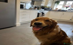 Golden Retriever dogs for stud: Stunning dark red golden retriever  - Image 10