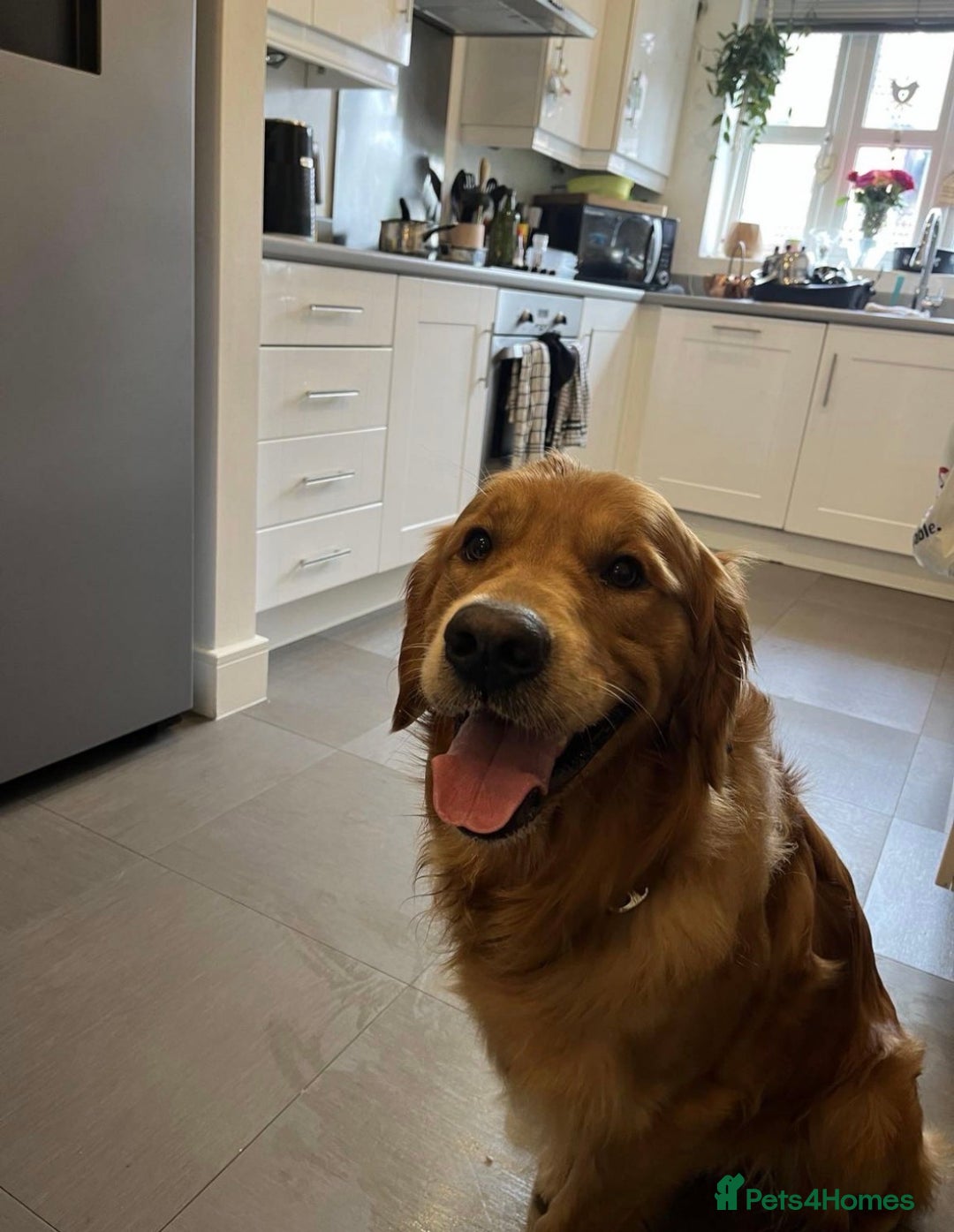 Golden Retriever dogs for stud: Stunning dark red golden retriever  - Image 10