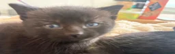 Mixed Breed cats for sale: Brown fluffy kittens  - Advert 3