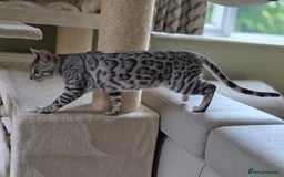 Bengal cats for sale: Silver Rosetted, Blue Silver Rosetted Bengal Girls - Image 18