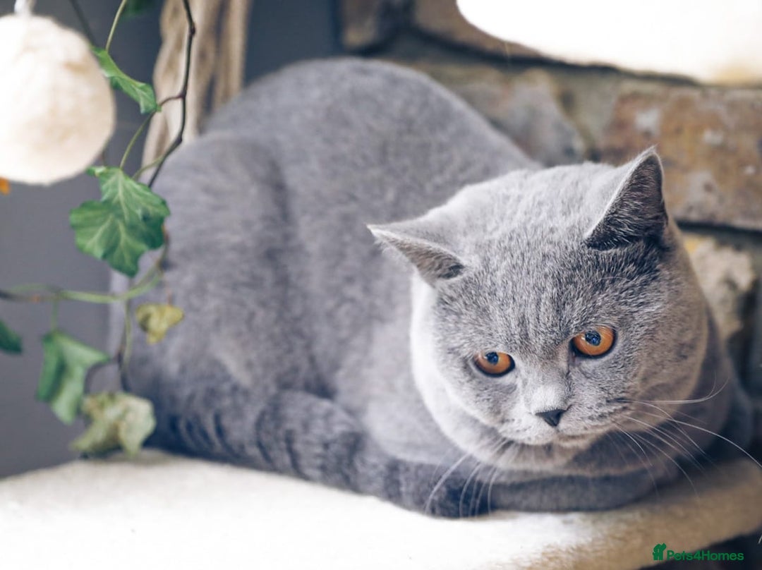 Scottish Fold cats for sale: 4 lovely kittens looking for new family  - Image 4
