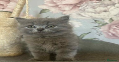 British Longhair cats - Advert 2