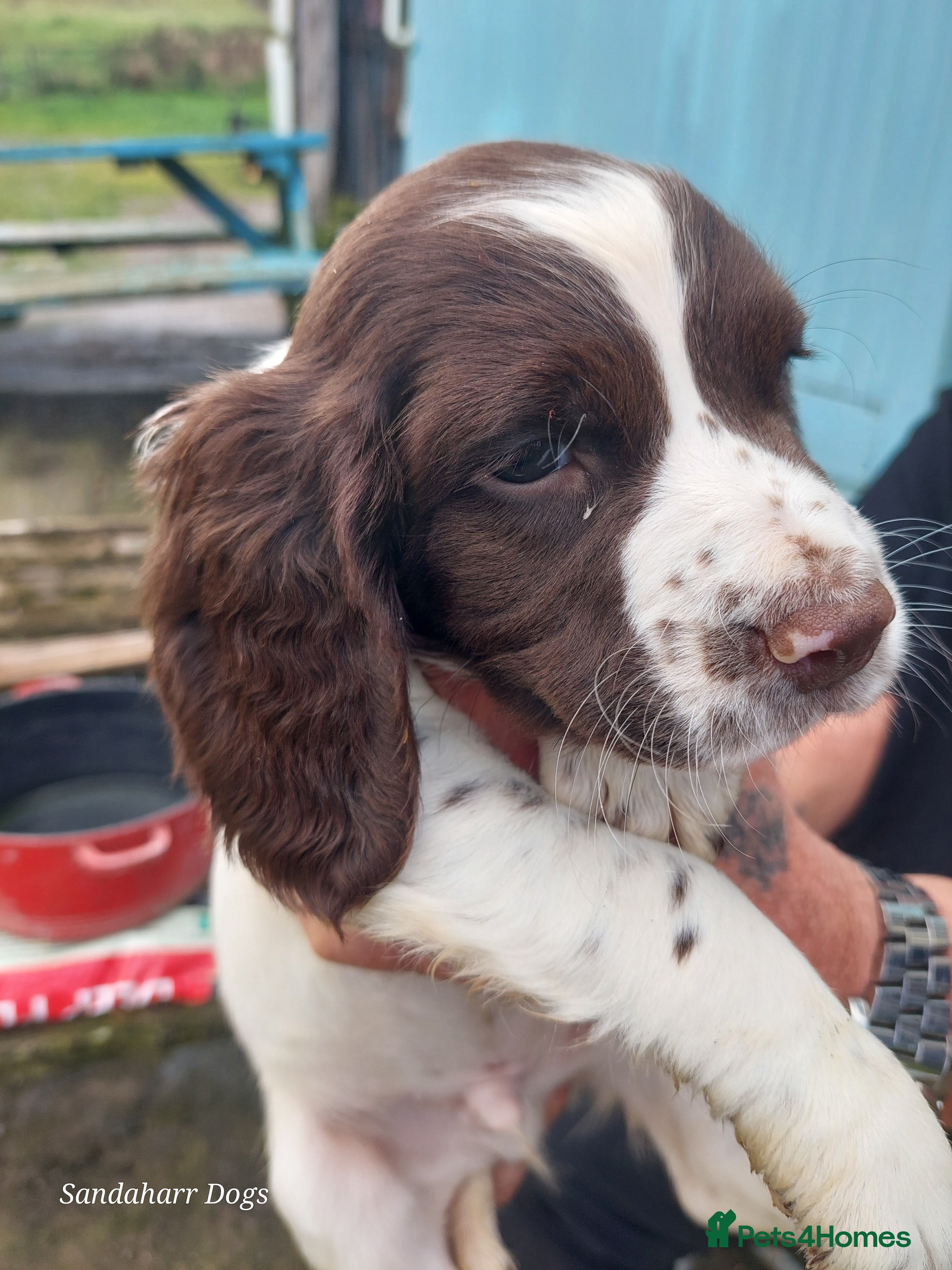 English Springer Spaniel dogs 3 Springer Boys available,work or pet. - Advert 2