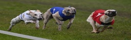 Whippet dogs for stud: KC Registered Blue Brindle for stud in Barnsley - Advert 2