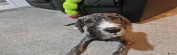 Mixed Breed dogs for sale: 2 male spanadors in Stanley - Advert 2