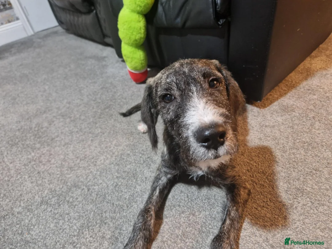 Mixed Breed dogs for sale: 2 male spanadors in Stanley - Advert 2