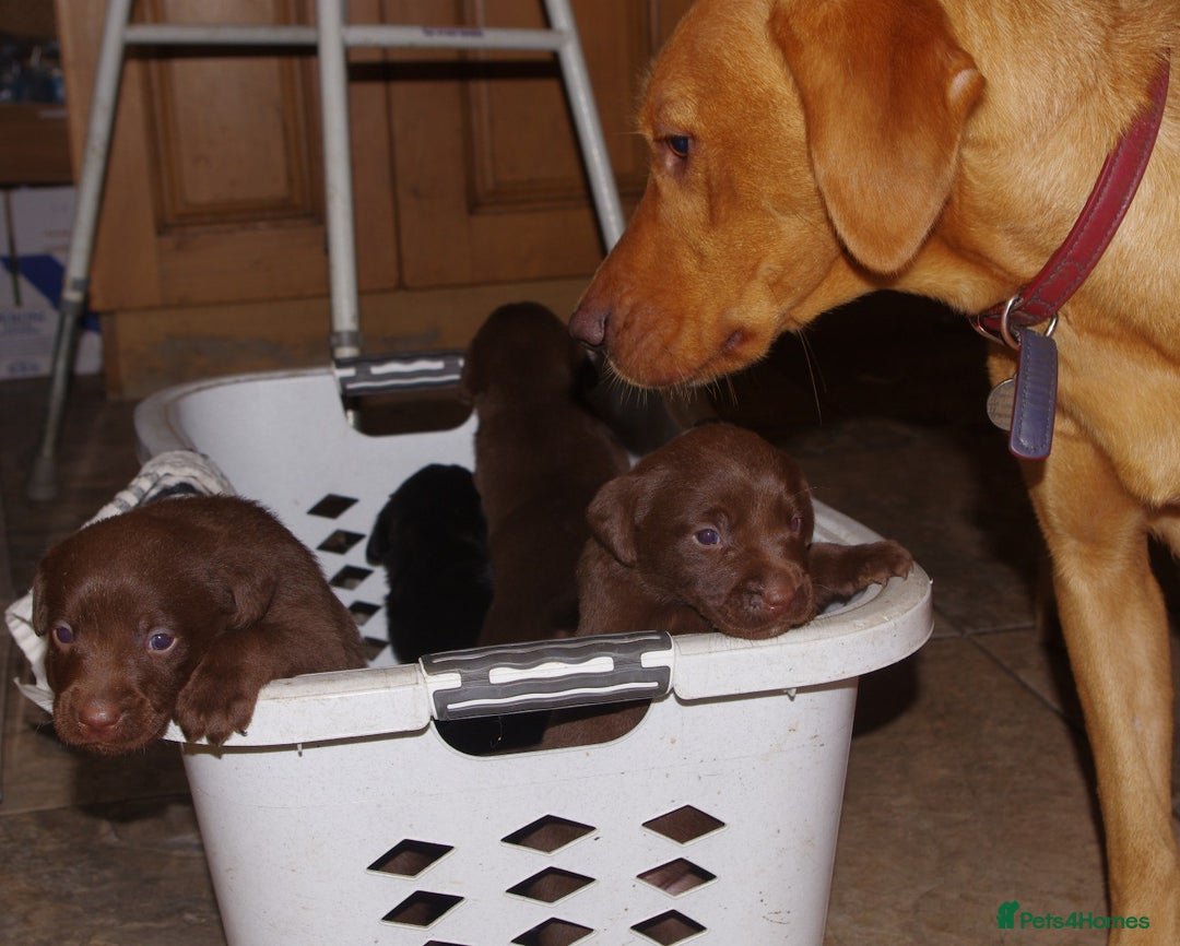 Labrador Retriever dogs for sale: * labrador retriever pups for sale - Advert 2