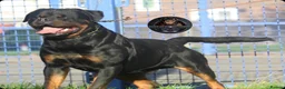 Rottweiler dogs for stud: Top KC Registered Rottweiler Stud Simba - Advert 10