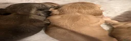 Miniature Dachshund dogs for sale: Stunning long haired miniature dachshund  - Advert 21