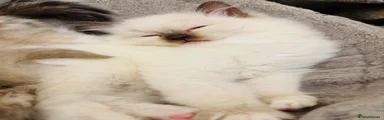 Ragdoll Kitten 2