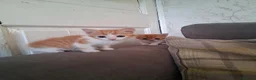 Mixed Breed cats for sale: 2 beautiful ginger and white kittens - Advert 4