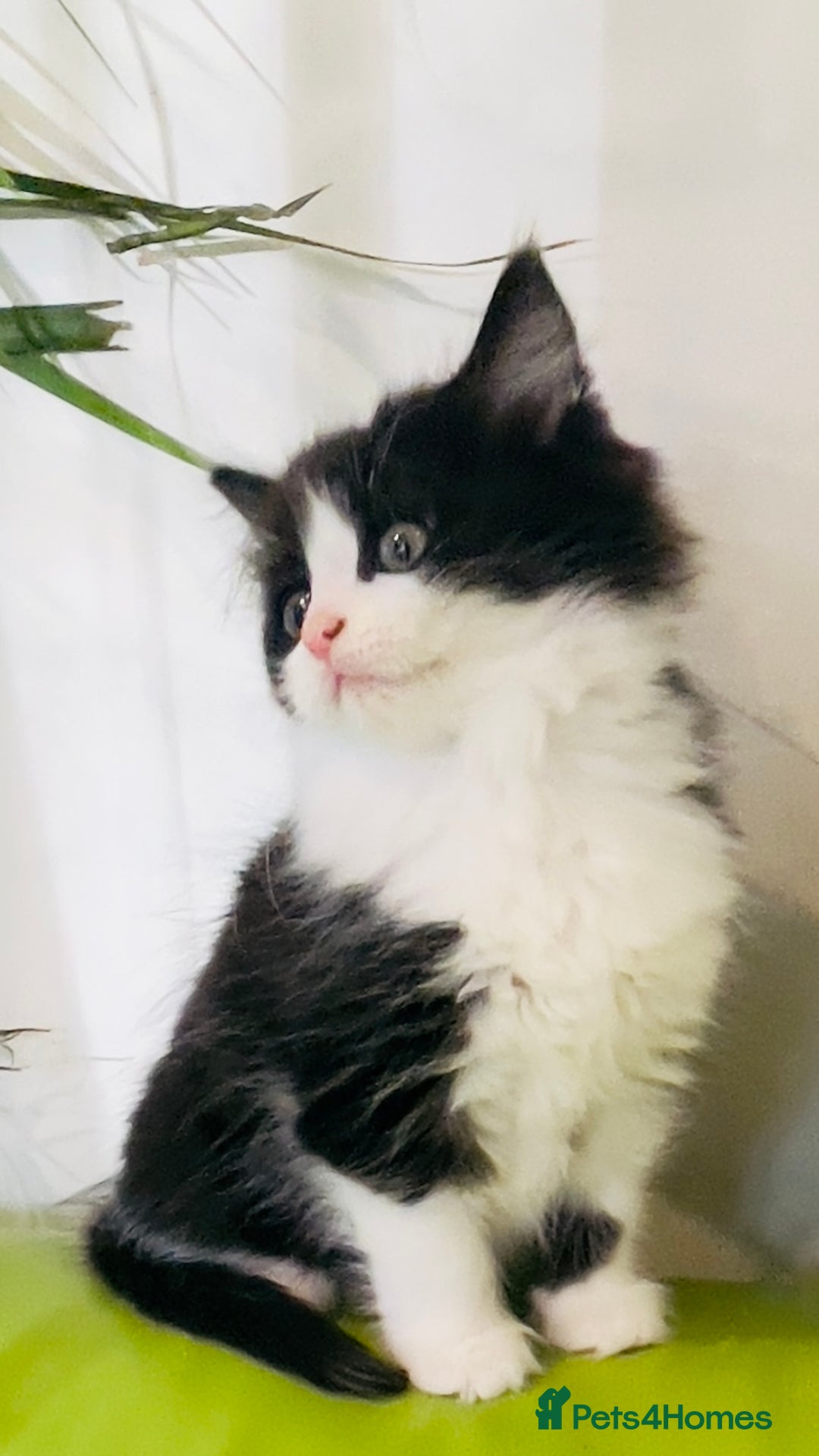 Mixed Breed cats for sale: Wonderful ,healthy clever village Kittens for sale - Advert 6