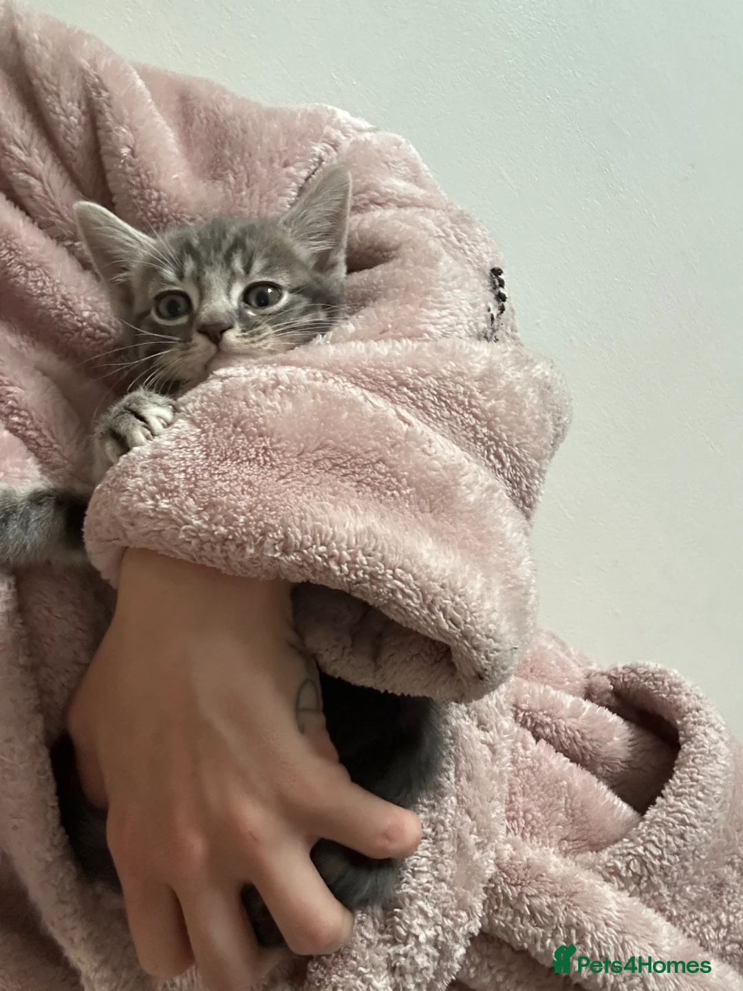 British Longhair cats for sale: Tabby kitten - Advert 2