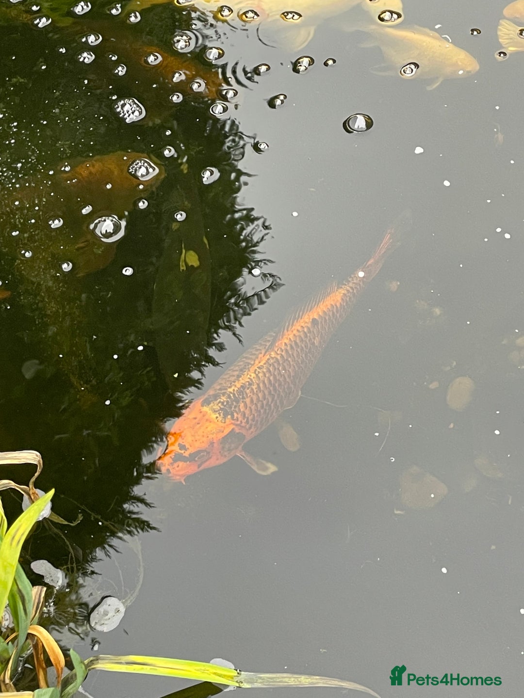 Koi Carp fish for sale: Koi Carp for Sale (rehoming due to baby and dog)  - Image 3