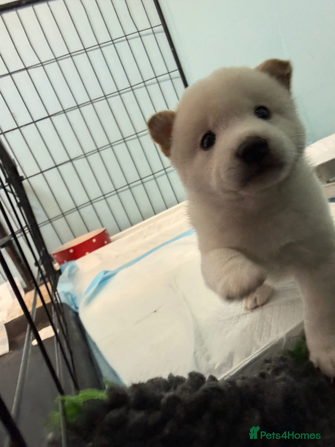 Japanese Shiba Inu dogs for sale: Beautiful babies - Advert 1