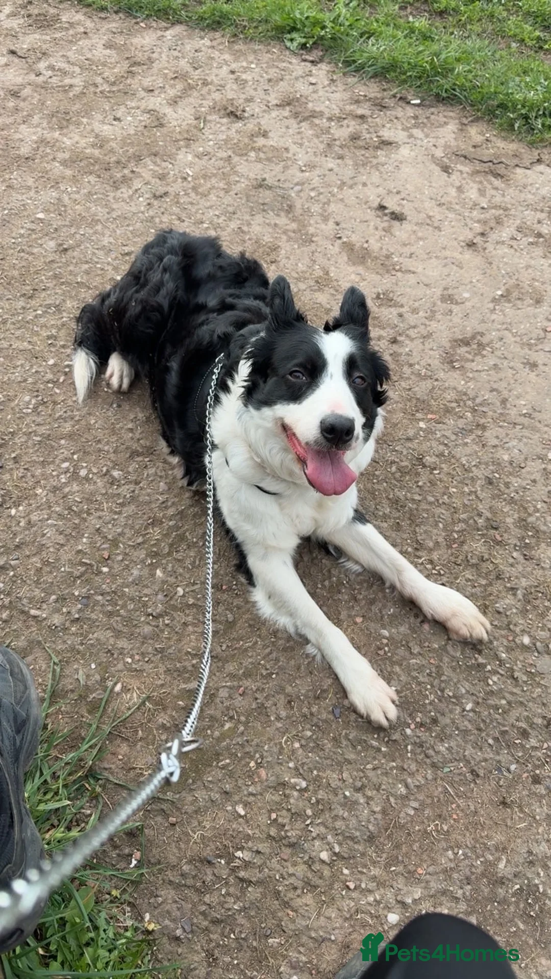 Border Collie dogs for sale: Sally 6 year old border collie  in Stoke-on-Trent - Advert 3