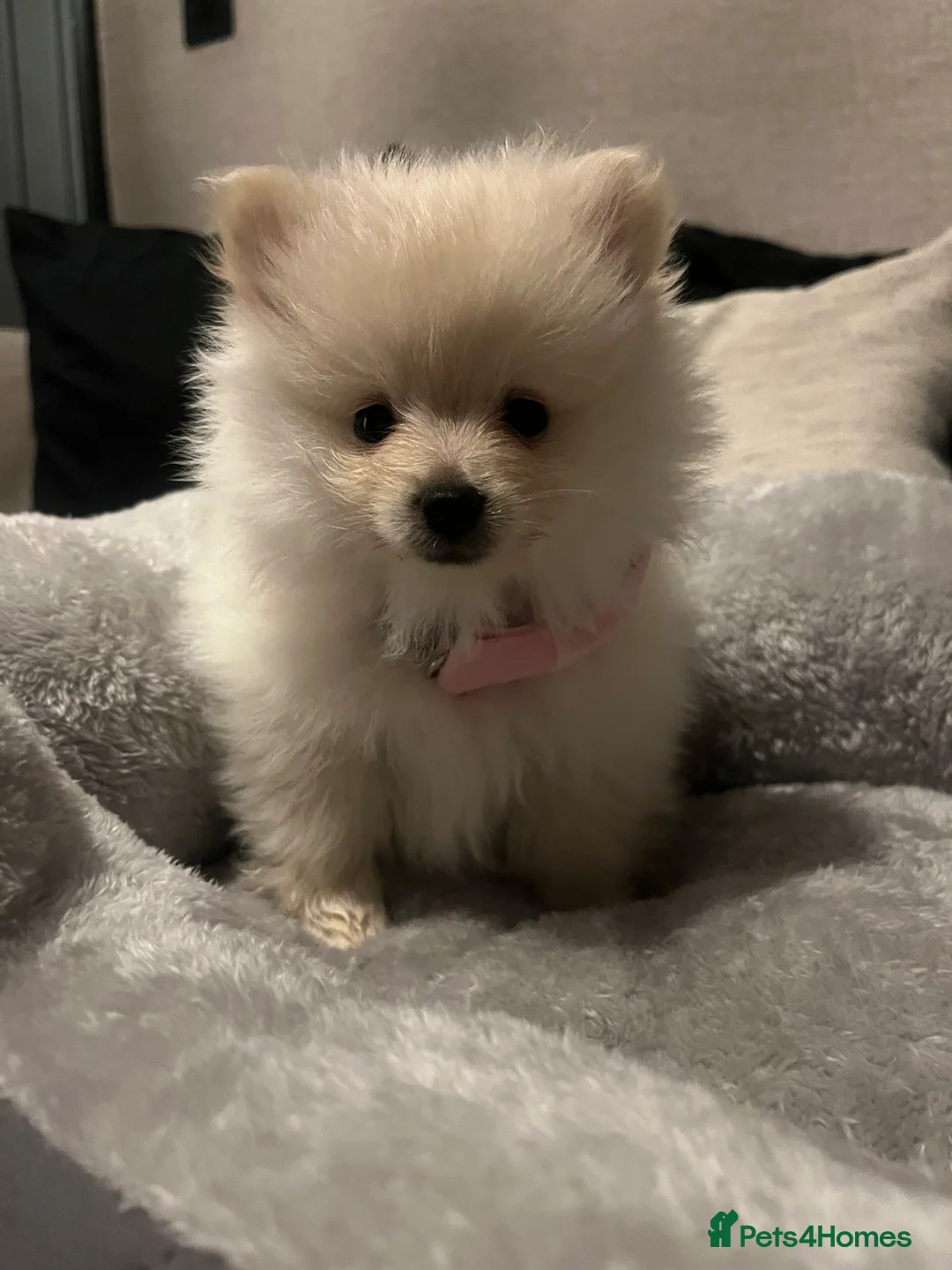 Pomeranian dogs for sale: Stunning white fluffy bear  - Advert 6