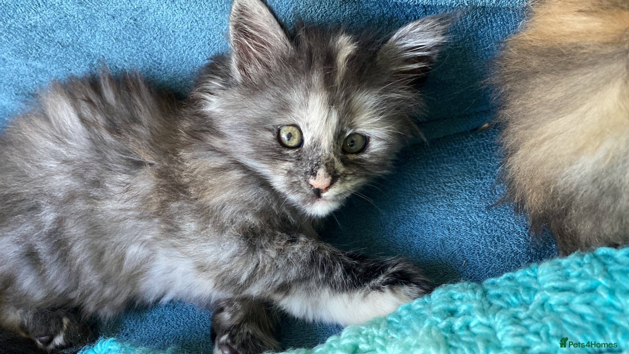 Maine Coon cats TICA - 2 Exceptional Maine coon girls left! - Advert 15