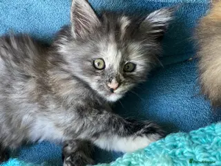 Maine Coon cats TICA - 2 Exceptional Maine coon girls left! - Advert 15
