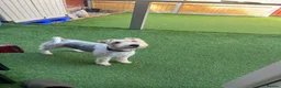 Fox Terrier dogs for stud: Wire fox terrier stud  in Welwyn Garden City - Advert 14