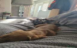 Miniature Dachshund dogs for sale: 2 Male Miniature Dachshunds  - Image 4