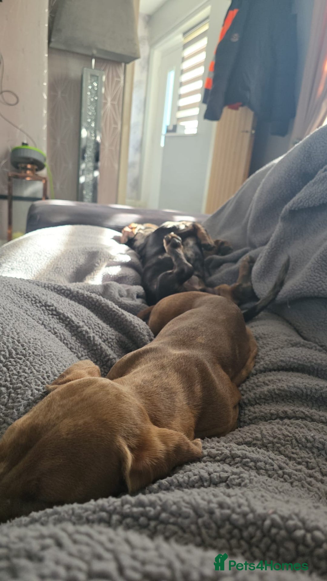 Miniature Dachshund dogs for sale: 2 Male Miniature Dachshunds  - Image 4