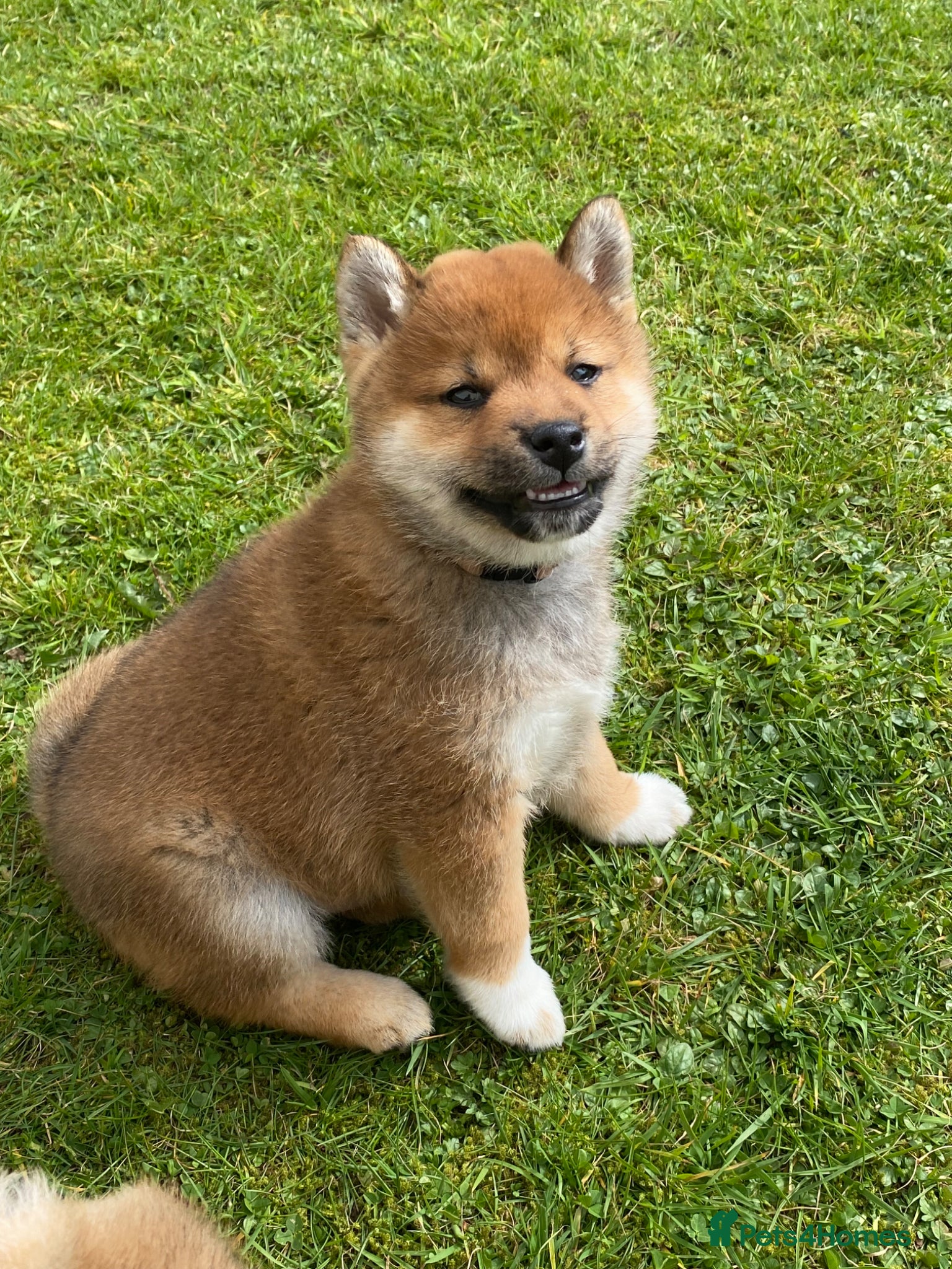 Japanese Shiba Inu dogs Chunky healthy Shiba Puppies - Advert 2