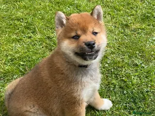 Japanese Shiba Inu dogs Chunky healthy Shiba Puppies - Advert 4