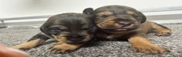 Mixed Breed dogs for sale: Miniature schnoxie/schnauzund puppy’s  - Advert 11