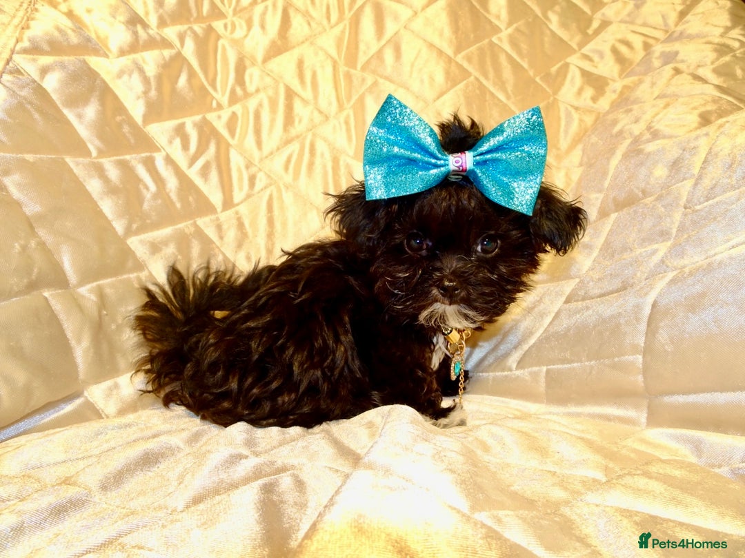 Maltipoo dogs for sale: **Micro Tiny F1 Maltese x Toy Poodle Maltipoo Pup* - Advert 8